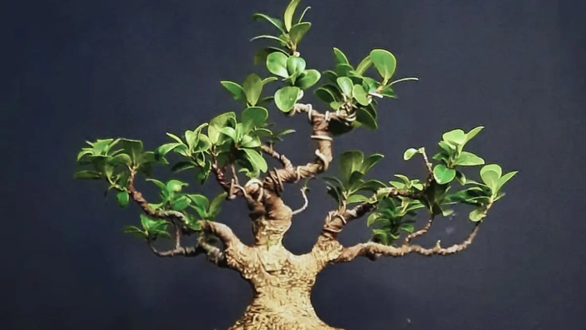 Transformasi Bonsai Beringin Lokal: Dari Kesan Sederhana Menjadi Angker dan Menawan