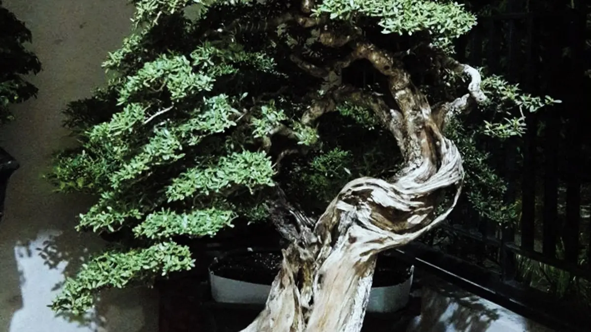 Transformasi Bonsai Santigi dengan Konsep Piramida Miring: Proses dan Keindahannya