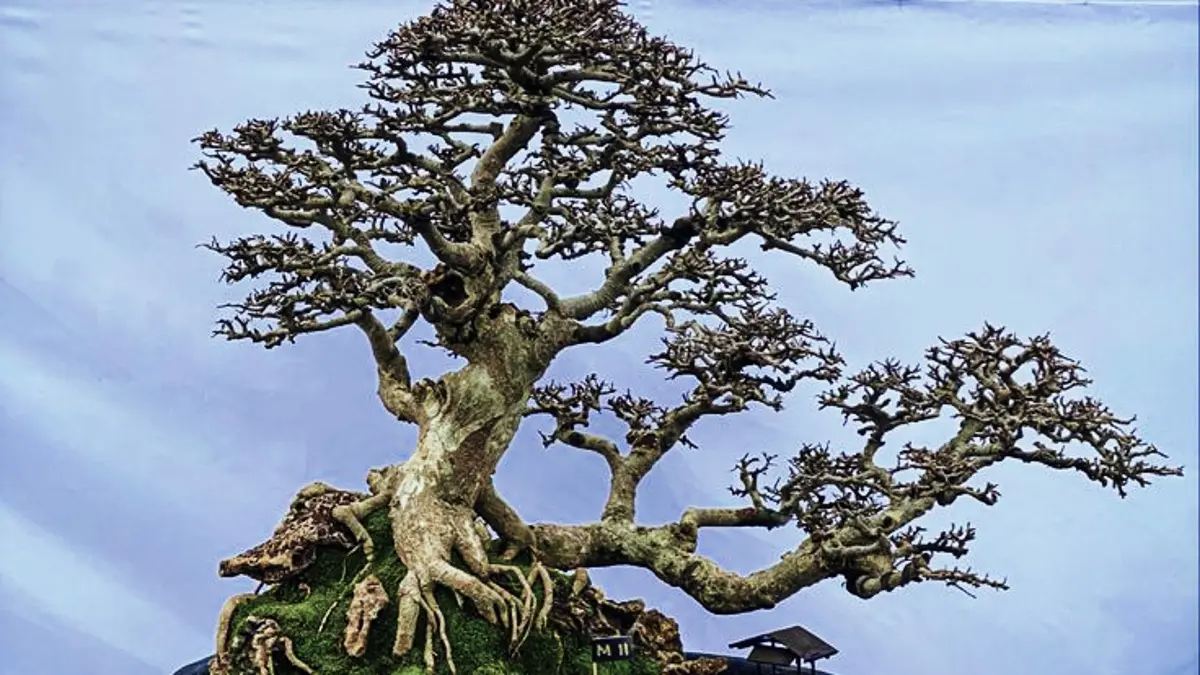 Transformasi Bonsai Serut Hasil Cangkok: Proses Awal yang Menarik di Blitar