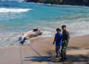 Hiu Tutul Terdampar di Pantai Pangi Blitar