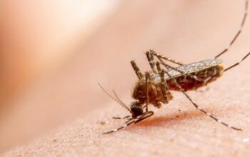 Wabah Chikungunya Serang China, Kasus Meningkat Tajam hingga 4.014