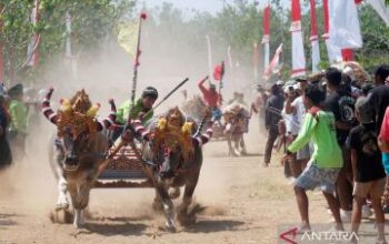 Tradisi Makepung Bali Dimeriahkan 246 Peserta untuk Lestarikan Budaya Pertanian