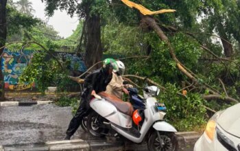 Hujan Deras Akibatkan Pohon Tumbang di Jakarta, Tidak Ada Korban Jiwa
