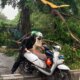Hujan Deras Akibatkan Pohon Tumbang di Jakarta, Tidak Ada Korban Jiwa
