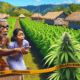 Penemuan Ladang Ganja di Desa Krisik Menggegerkan Warga