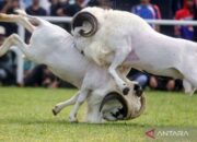 Ketangkasan Domba Garut Warnai Piala Presiden 2025 di Bogor