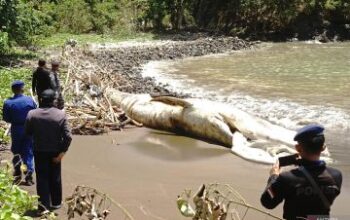 Bangkai Paus Balin Ditemukan Terdampar di Pantai Tulungagung