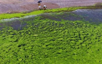 Lough Neagh ‘Sekarat’ akibat Ledakan Alga, Aktivitas Penangkapan Ikan Terancam