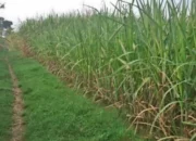 Gula Melimpah, Petani Merana: Reportase dari Ladang Tebu Blitar di Tengah Surplus Nasional