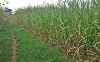 Gula Melimpah, Petani Merana: Reportase dari Ladang Tebu Blitar di Tengah Surplus Nasional