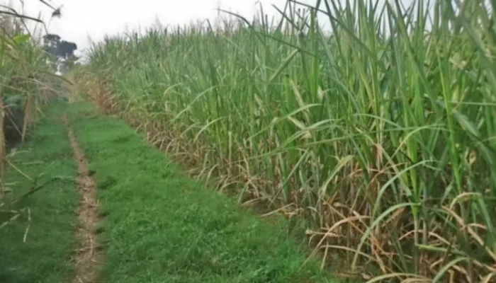 Gula Melimpah, Petani Merana: Reportase dari Ladang Tebu Blitar di Tengah Surplus Nasional