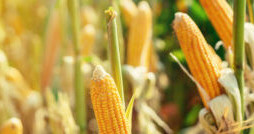 Jejak Gelap Monsanto dalam Pertanian Modern